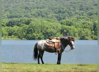 Weitere Ponys/Kleinpferde, Stute, 7 Jahre, Roan-Blue