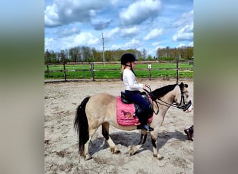 Weitere Ponys/Kleinpferde, Stute, 8 Jahre, 115 cm, Red Dun