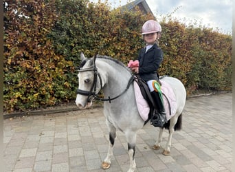 Weitere Ponys/Kleinpferde, Stute, 8 Jahre, 115 cm, Red Dun