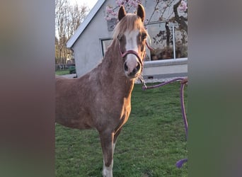 Weitere Ponys/Kleinpferde, Stute, 8 Jahre, 117 cm, Fuchs