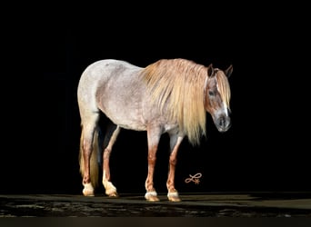 Weitere Ponys/Kleinpferde, Stute, 8 Jahre, 117 cm, Roan-Red