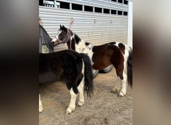 Weitere Ponys/Kleinpferde, Stute, 8 Jahre, 119 cm, Roan-Bay