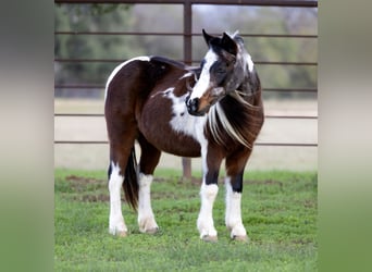 Weitere Ponys/Kleinpferde, Stute, 8 Jahre, 119 cm, Roan-Bay