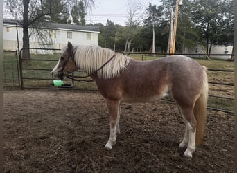 Weitere Ponys/Kleinpferde, Stute, 8 Jahre, 119 cm, Roan-Red