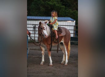 Weitere Ponys/Kleinpferde, Stute, 8 Jahre, 119 cm, Roan-Red
