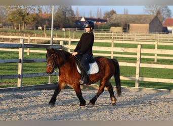 Weitere Ponys/Kleinpferde, Stute, 8 Jahre, 120 cm, Brauner