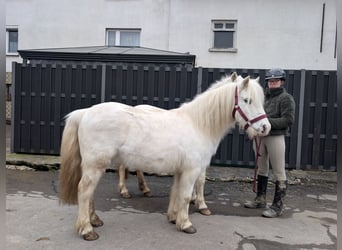 Weitere Ponys/Kleinpferde, Stute, 8 Jahre, 120 cm, Schimmel