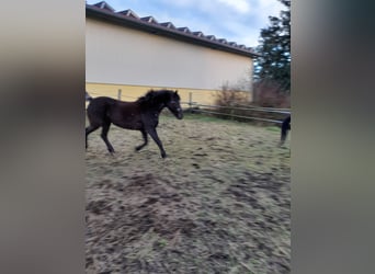 Weitere Ponys/Kleinpferde Mix, Stute, 8 Jahre, 128 cm, Brauner