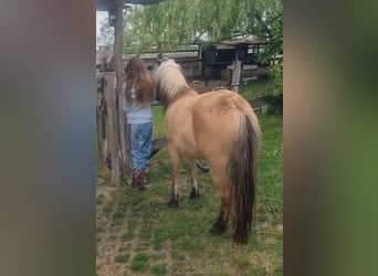 Weitere Ponys/Kleinpferde, Stute, 8 Jahre, 128 cm, Falbe