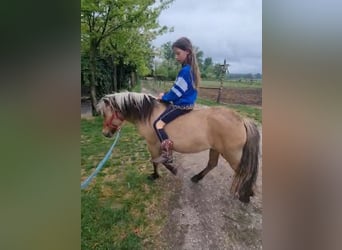 Weitere Ponys/Kleinpferde, Stute, 8 Jahre, 128 cm, Falbe