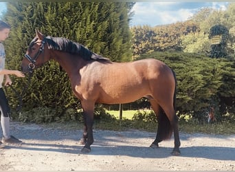Weitere Ponys/Kleinpferde, Stute, 8 Jahre, 134 cm, Brauner