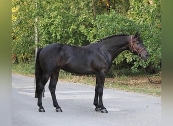Weitere Ponys/Kleinpferde, Stute, 8 Jahre, 138 cm, Rappe