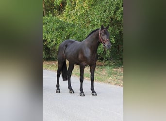 Weitere Ponys/Kleinpferde, Stute, 8 Jahre, 138 cm, Rappe