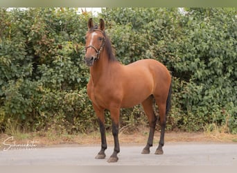 Weitere Ponys/Kleinpferde, Stute, 8 Jahre, 142 cm, Brauner