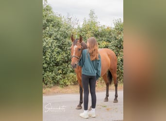 Weitere Ponys/Kleinpferde, Stute, 8 Jahre, 142 cm, Brauner