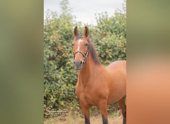 Weitere Ponys/Kleinpferde, Stute, 8 Jahre, 142 cm, Brauner