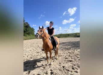 Weitere Ponys/Kleinpferde, Stute, 8 Jahre, 142 cm, Fuchs