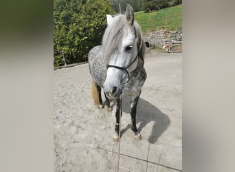 Weitere Ponys/Kleinpferde, Stute, 8 Jahre, 145 cm, Apfelschimmel