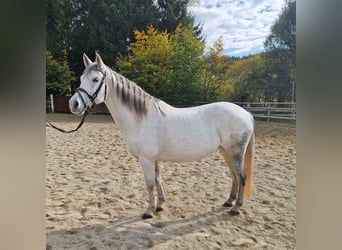 Weitere Ponys/Kleinpferde, Stute, 8 Jahre, 145 cm, Schimmel