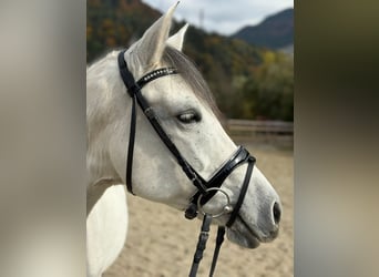 Weitere Ponys/Kleinpferde, Stute, 8 Jahre, 145 cm, Schimmel