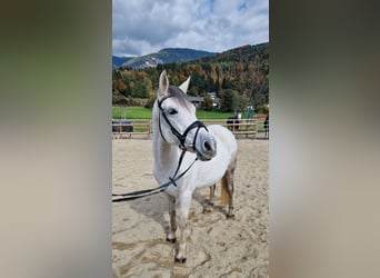 Weitere Ponys/Kleinpferde, Stute, 8 Jahre, 145 cm, Schimmel