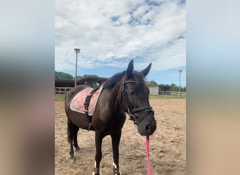 Weitere Ponys/Kleinpferde, Stute, 8 Jahre, 148 cm, Rappe