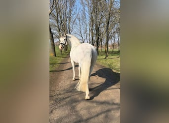 Weitere Ponys/Kleinpferde, Stute, 8 Jahre, 148 cm, Schimmel