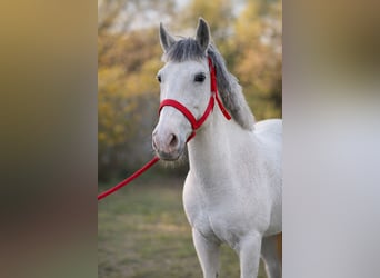 Weitere Ponys/Kleinpferde, Stute, 8 Jahre, 148 cm, Schimmel