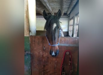 Weitere Ponys/Kleinpferde, Stute, 8 Jahre, 149 cm, Dunkelfuchs