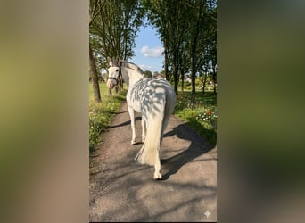 Weitere Ponys/Kleinpferde, Stute, 8 Jahre, 149 cm, Schimmel