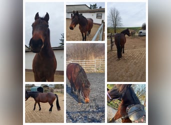 Weitere Ponys/Kleinpferde, Stute, 8 Jahre, 150 cm, Brauner