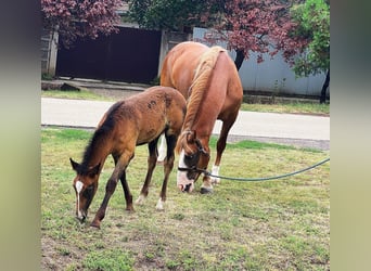 Weitere Ponys/Kleinpferde, Stute, 8 Jahre, 150 cm, Fuchs