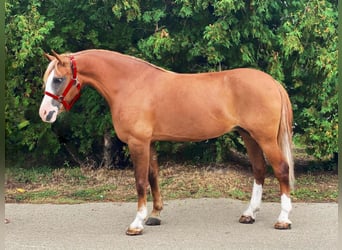 Weitere Ponys/Kleinpferde, Stute, 8 Jahre, 150 cm, Fuchs