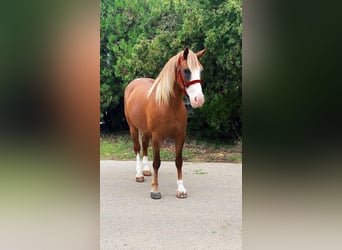 Weitere Ponys/Kleinpferde, Stute, 8 Jahre, 150 cm, Fuchs