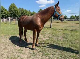 Weitere Ponys/Kleinpferde Mix, Stute, 8 Jahre, 150 cm, Fuchs