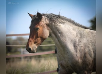 Weitere Ponys/Kleinpferde, Stute, 8 Jahre, 151 cm, Roan-Bay