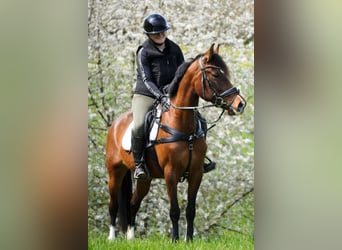 Weitere Ponys/Kleinpferde, Stute, 8 Jahre, 154 cm, Brauner