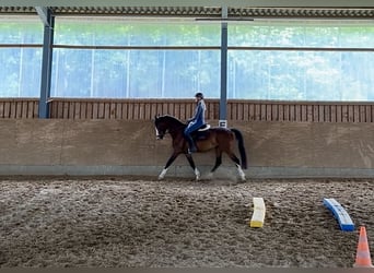 Weitere Ponys/Kleinpferde, Stute, 8 Jahre, 155 cm, Brauner