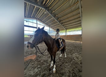 Weitere Ponys/Kleinpferde, Stute, 8 Jahre, 155 cm, Brauner
