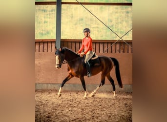 Weitere Ponys/Kleinpferde, Stute, 8 Jahre, 155 cm, Brauner