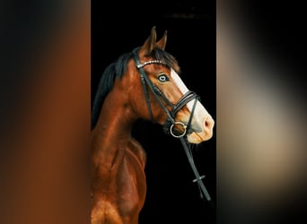 Weitere Ponys/Kleinpferde, Stute, 8 Jahre, 155 cm, Brauner