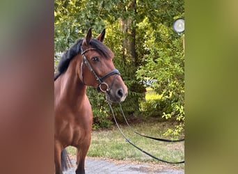 Weitere Ponys/Kleinpferde, Stute, 8 Jahre, 155 cm, Brauner