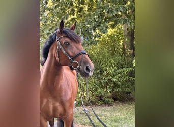 Weitere Ponys/Kleinpferde Mix, Stute, 8 Jahre, 155 cm, Brauner