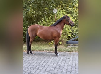 Weitere Ponys/Kleinpferde Mix, Stute, 8 Jahre, 155 cm, Brauner