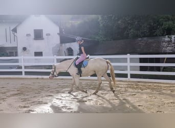 Weitere Ponys/Kleinpferde, Stute, 8 Jahre, 155 cm, Cremello