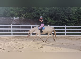 Weitere Ponys/Kleinpferde, Stute, 8 Jahre, 155 cm, Cremello