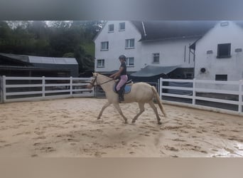 Weitere Ponys/Kleinpferde, Stute, 8 Jahre, 155 cm, Cremello