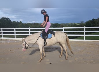 Weitere Ponys/Kleinpferde, Stute, 8 Jahre, 155 cm, Cremello