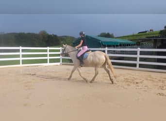 Weitere Ponys/Kleinpferde, Stute, 8 Jahre, 155 cm, Cremello