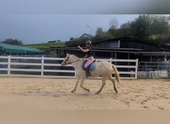 Weitere Ponys/Kleinpferde, Stute, 8 Jahre, 155 cm, Cremello